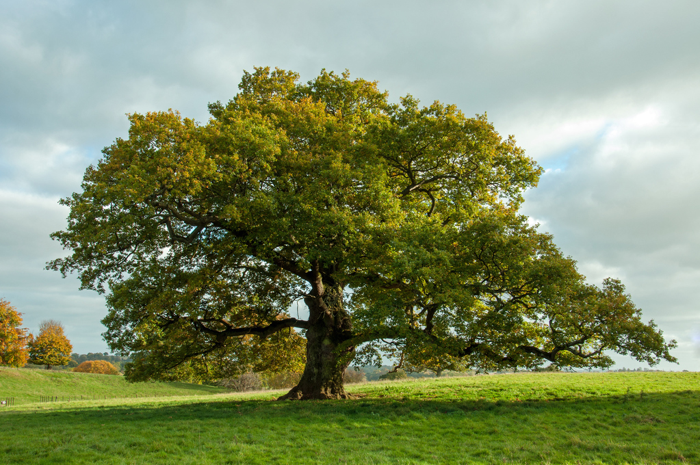 Waid Tree Pratt Parsing · WilliamR